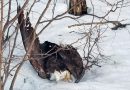Wisconsin DNR investigating illegal shooting of bald eagle
