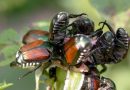 They’re baa-ack—Japanese beetles return to Central Wisconsin