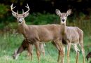 County changes procedure for disposal of deer remains