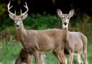 Turn your woods into a deer destination, with help from the DNR