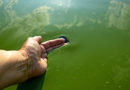 County confirms harmful blue-green algae in Lake Helen