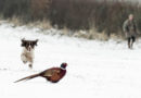 DNR to restock pheasants for hunters during holiday season