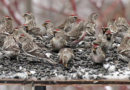 Prepare your bird feeders for influx of feathered friends, DNR says