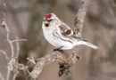 Redpolls steal the stage as more daylight previews signs of spring