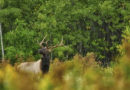 Elk hunting application closes May 31