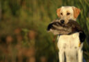 DNR to host waterfowl hunters expo
