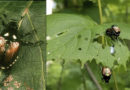 Japanese beetles—they’re ba-ack