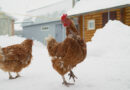 DATCP warns of bird flu return