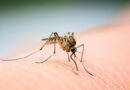 DHS confirms 2023’s first human case of West Nile virus
