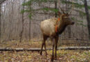 DNR opens 2024 elk hunt application period begins; Black River Elk Range open for first time