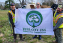 Whiting earns 13th annual ‘Tree City USA’ designation