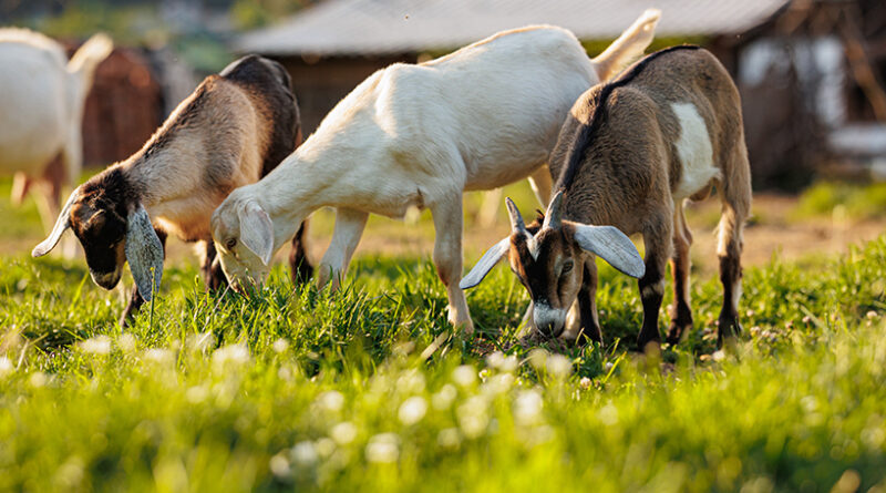 Whiting calls in the goats to combat invasive plants