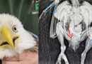 Authorities seek public’s help identifying bald eagle shooter